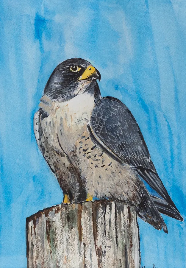 Image of Falcon by Nataliya Garbovska, made of Watercolor , Painting medium, from Abu Dhabi, UAE